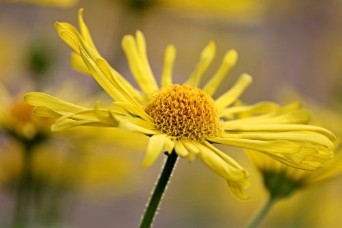 marguerite spring flower yellow