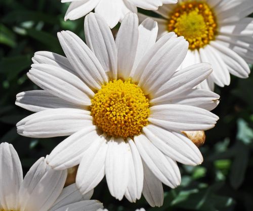 marguerite blossom bloom