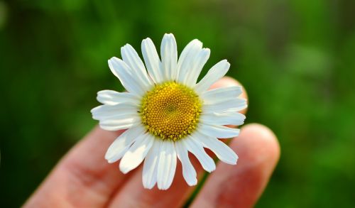 marguerite white marguerite hand