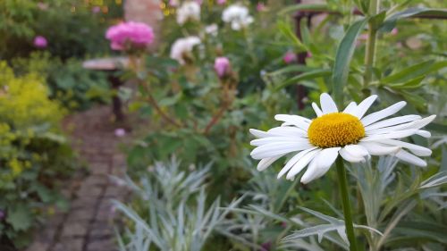 marguerite shrub flower