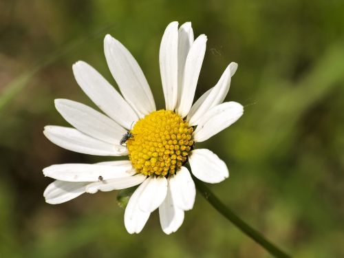 marguerite flower plant