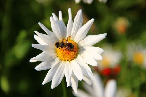 marguerite leucanthemum composites