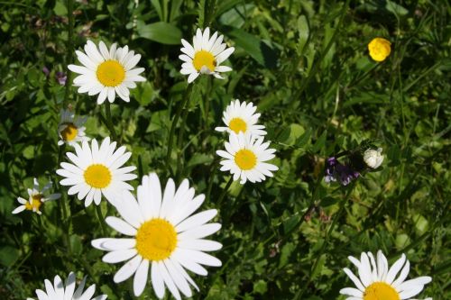 marguerite flower spring