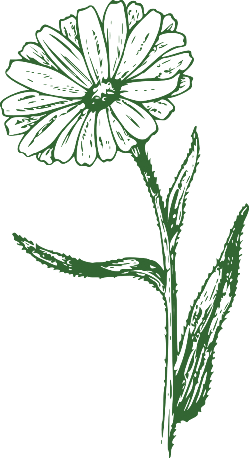 marguerite flower daisy