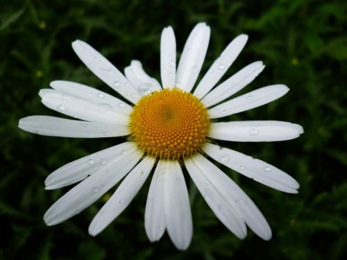 marguerite wildflower floral