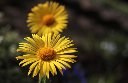 marguerite  flower  argyranthemum frutescens