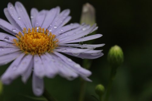 marguerite  margaret  flowers