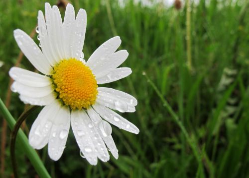 marguerite spring flower spring rain