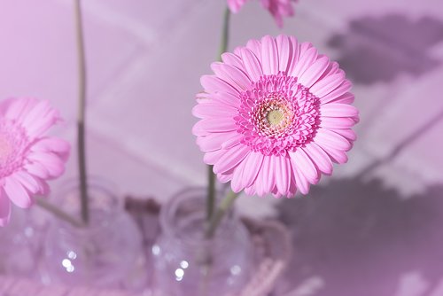 marguerite  pink  pink daisy