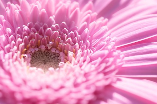 marguerite  flower  pink