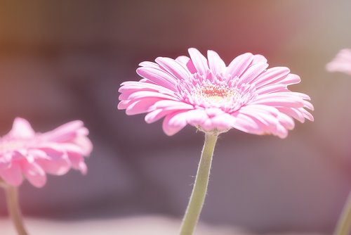 marguerite  flower  pink