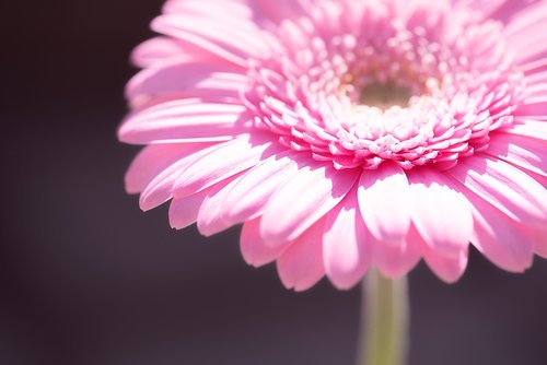 marguerite  pink  pink daisy