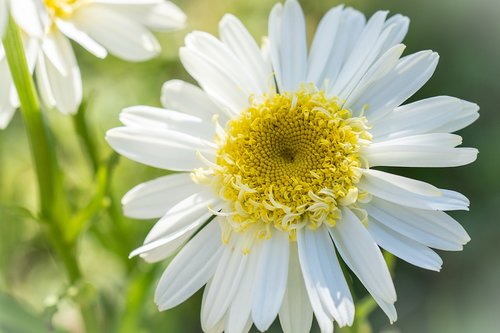 marguerite  flower  white