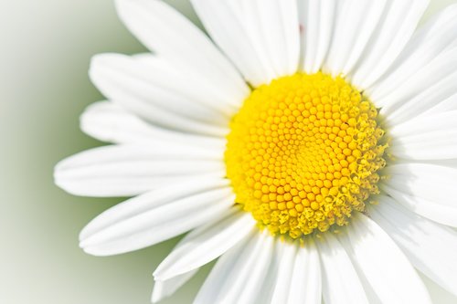 marguerite  flower  white