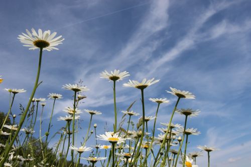 marguerite leucanthemum composites