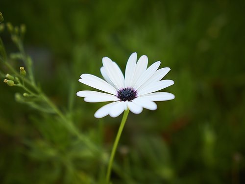 marguerite  flower  garden