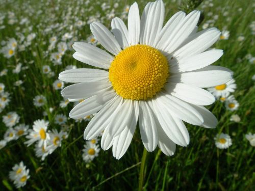 marguerite flower bloom