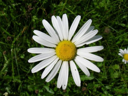 marguerite daisy flower