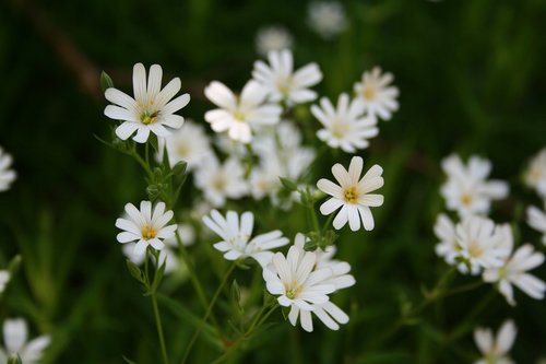 marguerite  spring  daisy