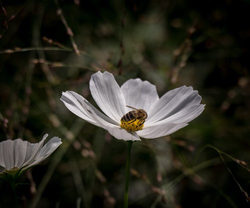 marguerite  flower  bee