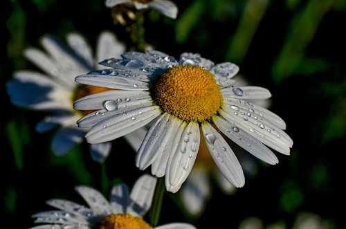 marguerite  white  flowers