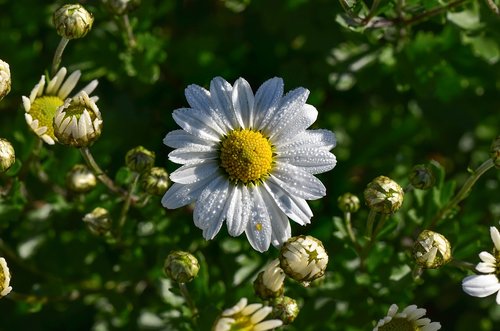 marguerite  drip  blossom