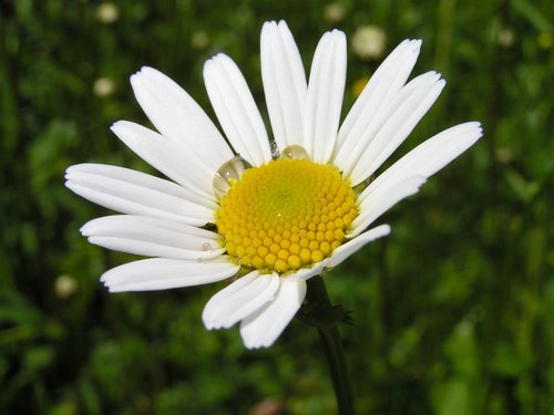 marguerite  daisy  closeup