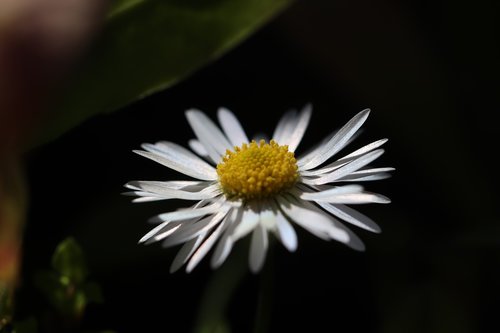 marguerite  flowers  white