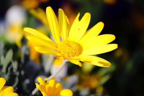 marguerite  spring flower  yellow