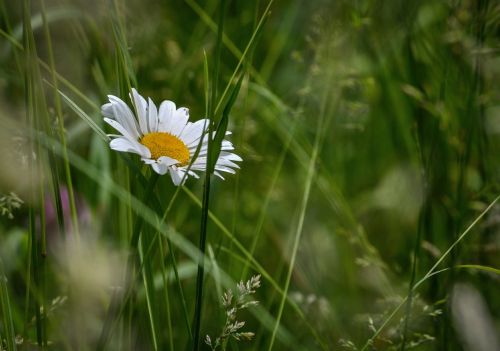 marguerite daisy meadow
