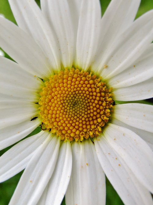 marguerite  single flower  daisies