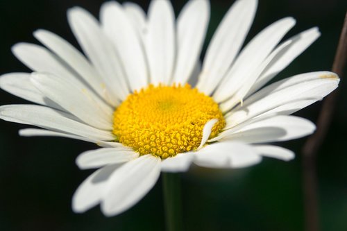 marguerite  blossom  bloom