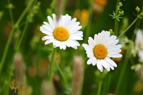 marguerite  flower  plant