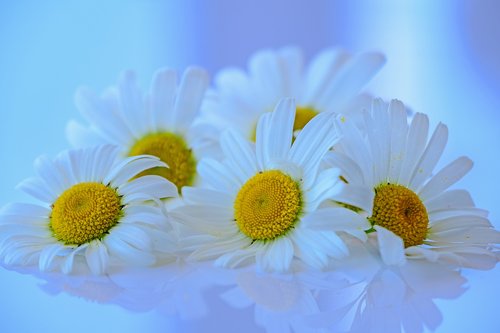 marguerite  flowers  blossom