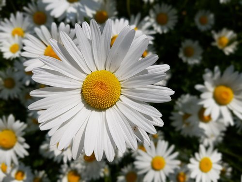 marguerite  flower  garden