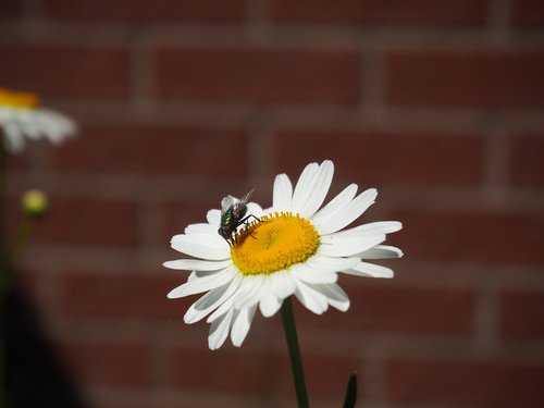 marguerite  flower  flowers