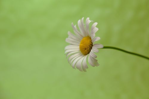 marguerite green background