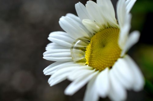 marguerite drip garden plant