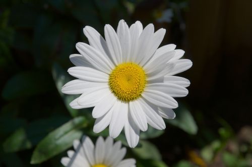 marguerite leucanthemum composites