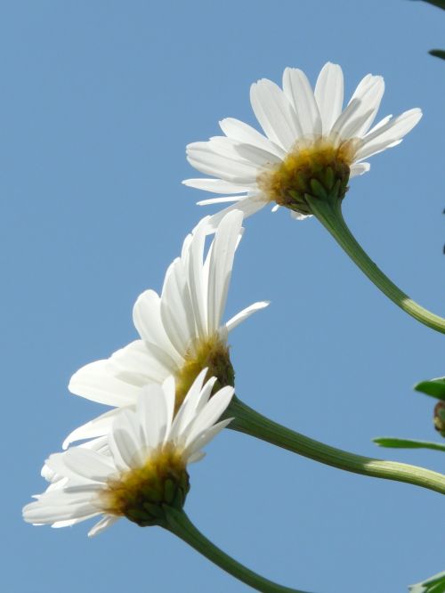 marguerite leucanthemum tree daisy