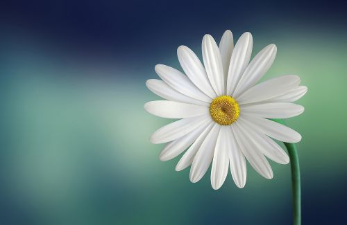 marguerite daisy beautiful