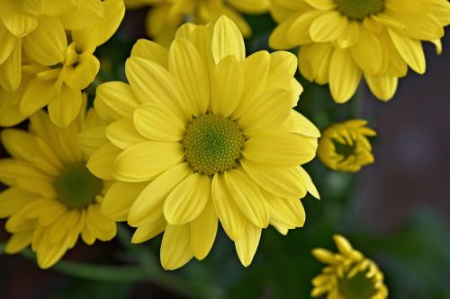 marguerite tree daisy flower