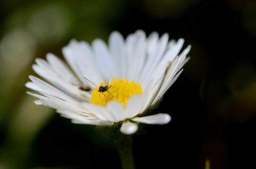 marguerite flower marguerite flower