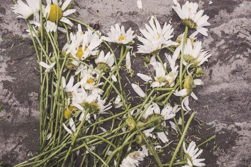 marguerites flowers withered