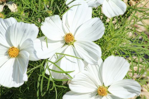 margueritte flower white