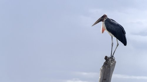 maribou stork  stork  nature