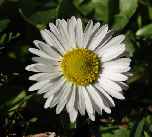 marie flower  daisy  small