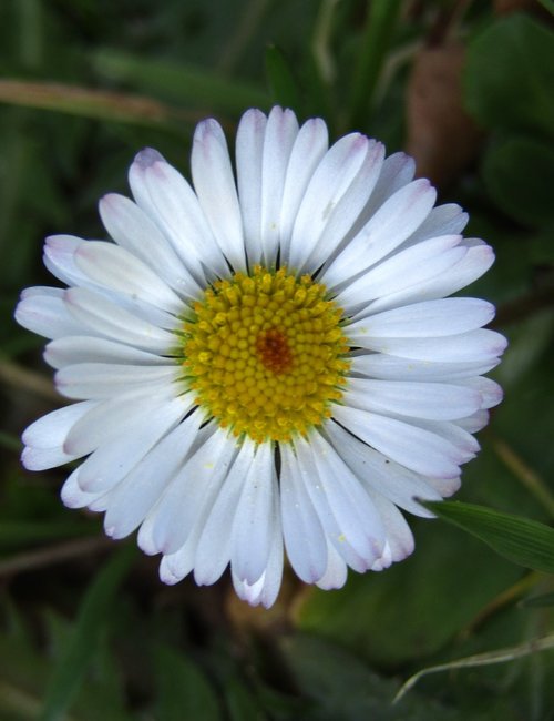 marie flower  daisy  small