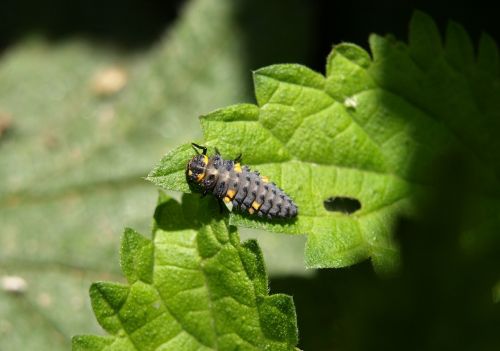 marienkäfer larva larva insect