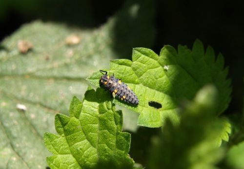 marienkäfer larva larva beetle